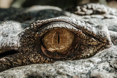 灰鳄鱼眼的微距摄影